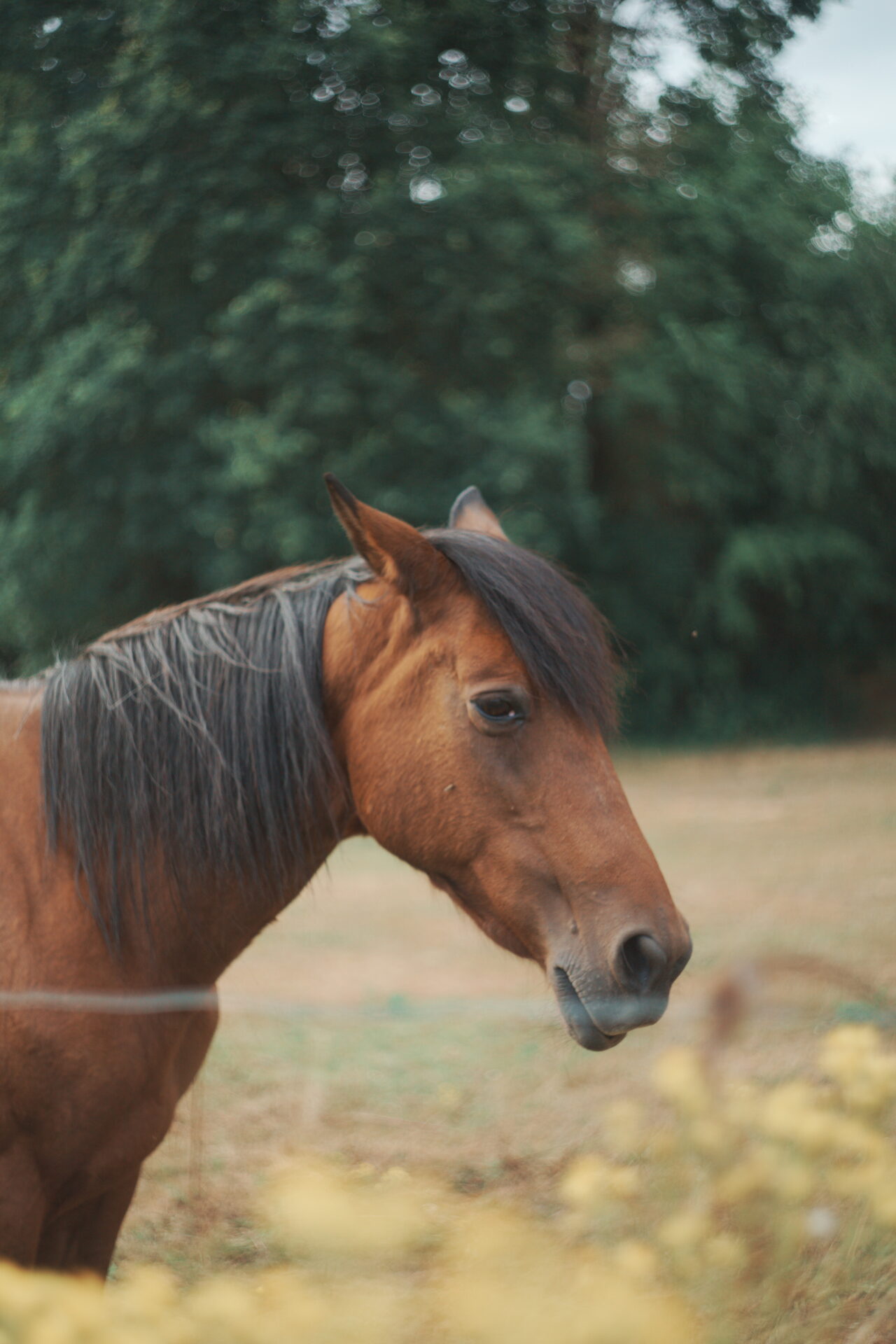 Horse Portrait